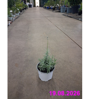 Lavandula ang. 'Hidcote' P 12